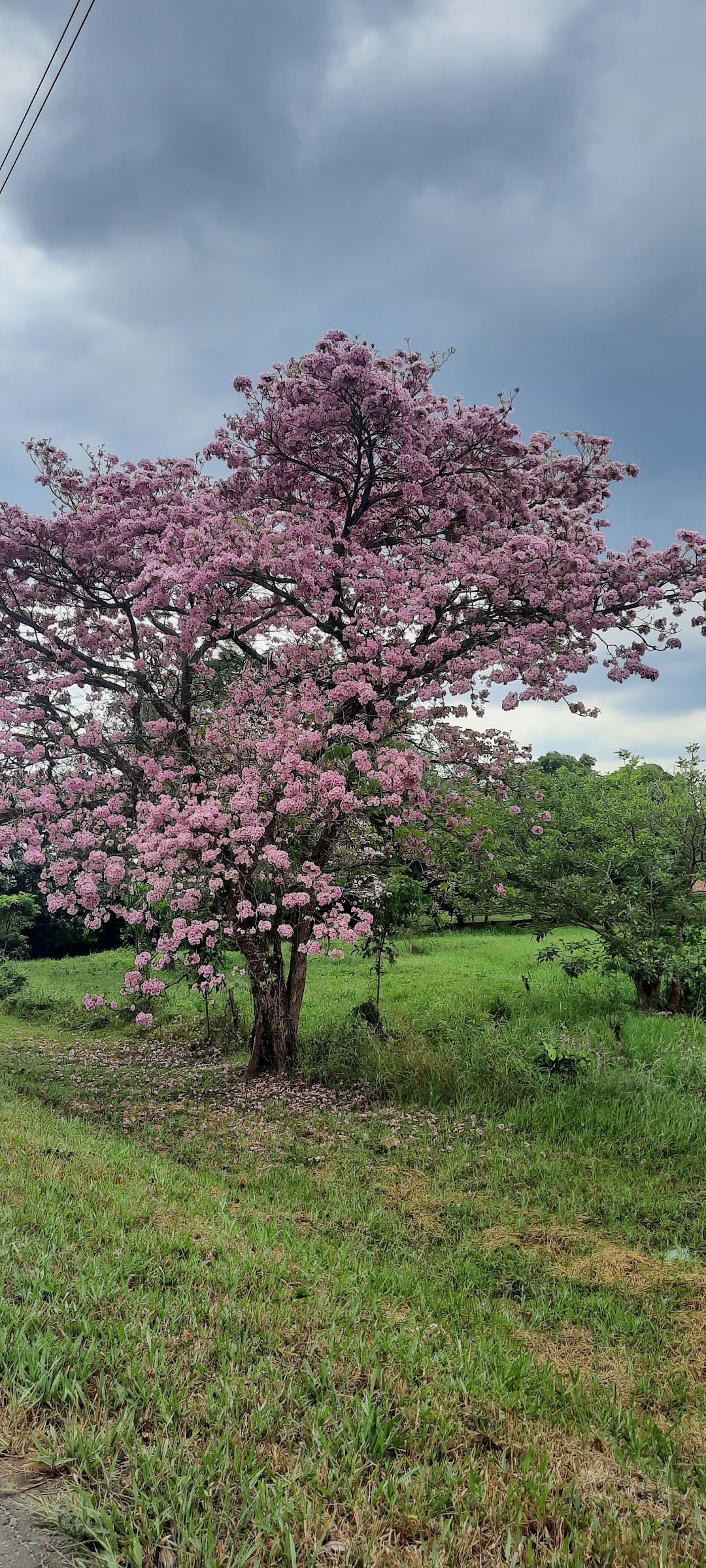Colegio Inglés Campestre