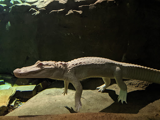 Aquarium «Wonders Of Wildlife National Museum & Aquarium», reviews and photos, 500 W Sunshine St, Springfield, MO 65807, USA