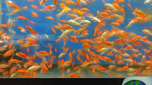 Petland Discounts - City Line, 1127 Liberty Ave, Brooklyn, NY 11208, USA, 