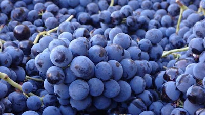 ALLIANCE MINERVOIS - Cella Vinaria à La Livinière
