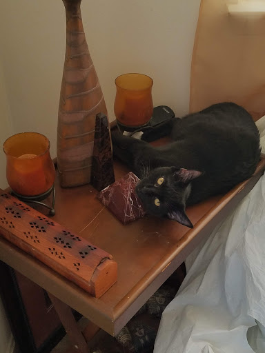 Pet Supply Store «PetSmart», reviews and photos, 4500 Mitchellville Rd, Bowie, MD 20716, USA