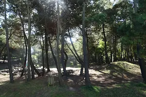 Salinas Pine Forest image