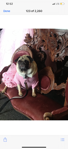 Formal Wear Store «Merrily Couture», reviews and photos, 340 NY-25A, Mt Sinai, NY 11766, USA