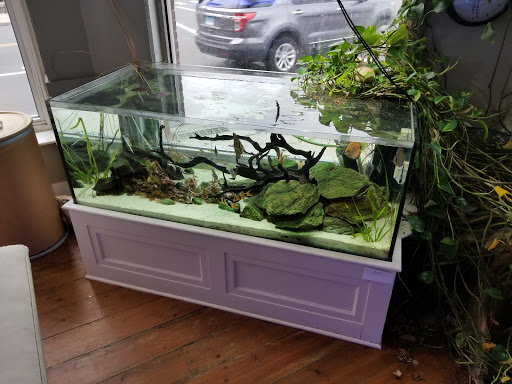 Tropical Fish Store «Greenwich Aquaria», reviews and photos, 1064 E Putnam Ave, Riverside, CT 06878, USA