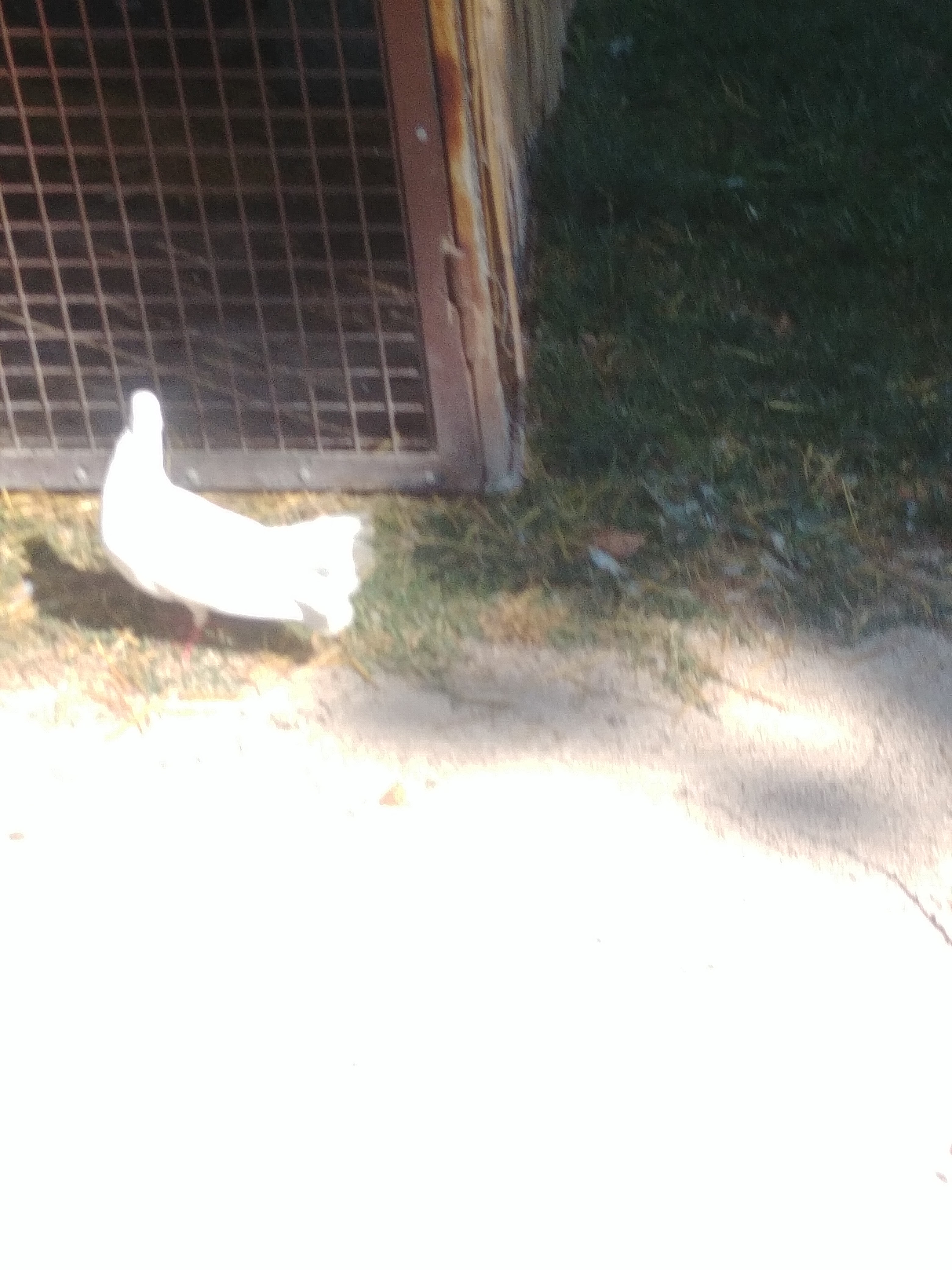 Photo n° 10 de l'avis de Sybella.e fait le 26/07/2021 à 18:15
