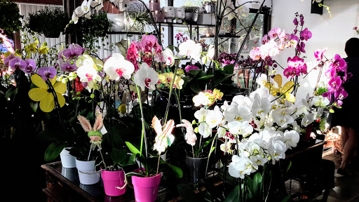 Florist «Natural Orchids Boutique», reviews and photos, 10129 SW 72nd St, Miami, FL 33173, USA