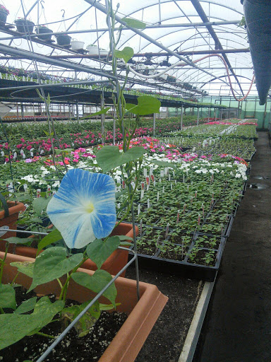 Florist «Pletschers», reviews and photos, 641 Old Hwy 8 SW, New Brighton, MN 55112, USA