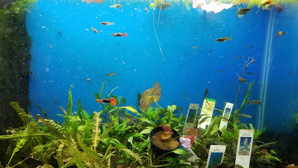 The Premium Aquarium