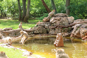 Photo n°10 de La Forêt des Singes à Rocamadour ()