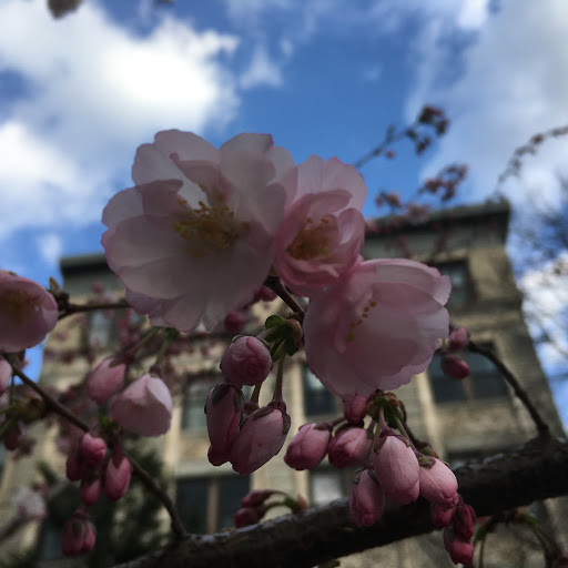 Park «Van Vorst Park», reviews and photos, 257-287 Montgomery St, Jersey City, NJ 07302, USA