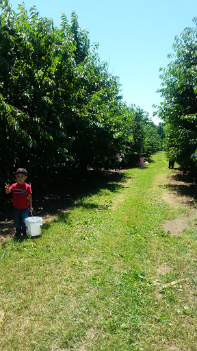 Winery «Lemon Creek Winery», reviews and photos, 533 E Lemon Creek Rd, Berrien Springs, MI 49103, USA