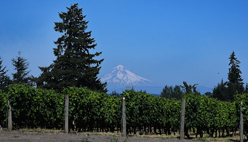 Vineyard «Aurora Colony Vineyards & Winery», reviews and photos, 21338 Oak Ln NE, Aurora, OR 97002, USA