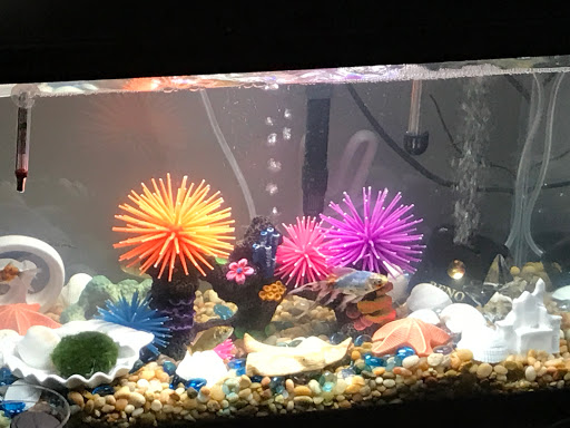 Pet Supply Store «Petco Animal Supplies», reviews and photos, 18200 NW Evergreen Pkwy, Beaverton, OR 97006, USA