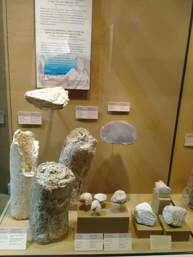 History Museum «Museum of South Texas History», reviews and photos, 200 N Closner Blvd, Edinburg, TX 78541, USA