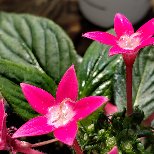 Garden Center «Nanticoke Gardens», reviews and photos, 1543 Union Center Maine Hwy, Endicott, NY 13760, USA