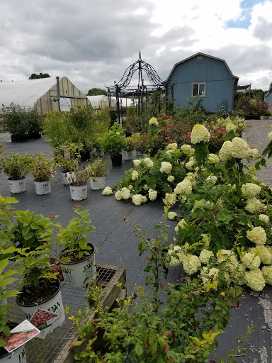 Country Colors Greenhouse image 8