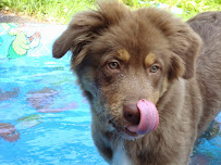 The Happy Dog! Dog Walks