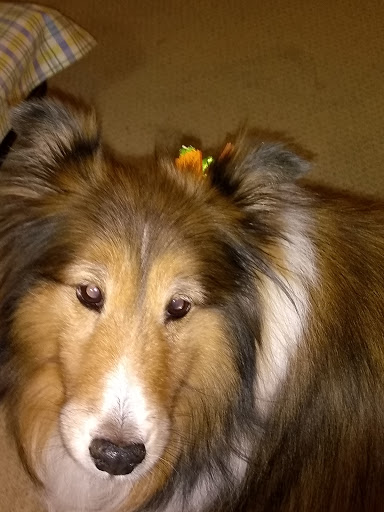 803 E Sheldon St, Prescott, AZ 86301, USA