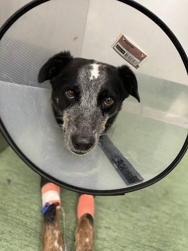 Monarch Veterinary Hospital image