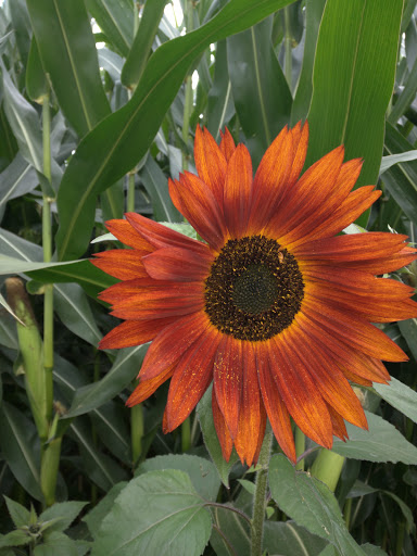 Market «E Z Orchards Farm Market», reviews and photos, 5504 Hazelgreen Rd NE, Salem, OR 97305, USA