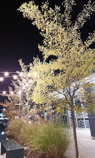 Movie Theater «Regal Cinemas Pastime Pavilion 8», reviews and photos, 929 N Lake Dr, Lexington, SC 29072, USA