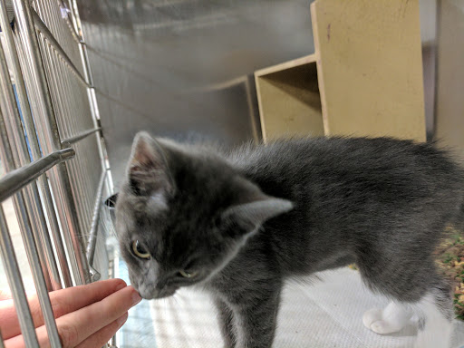 Pet Supply Store «PetSmart», reviews and photos, 4749 Valley View Blvd NW, Roanoke, VA 24012, USA