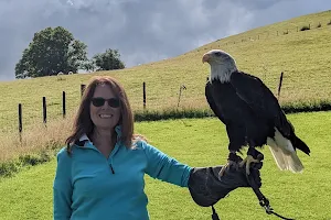 Falconry Experience Wales (Strictly by Appointment only) image