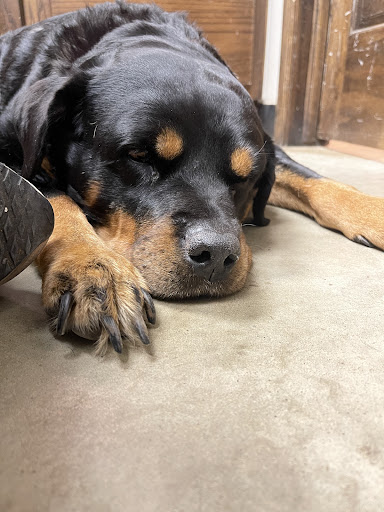 Wewoka Animal Hospital