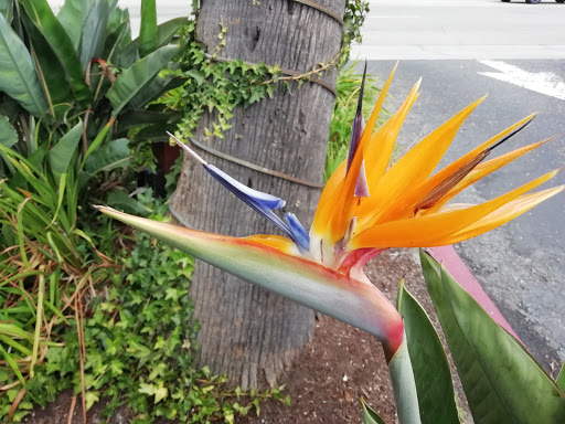 Shopping Mall «Pismo Coast Shopping Plaza», reviews and photos, 555 5 Cities Dr, Pismo Beach, CA 93449, USA