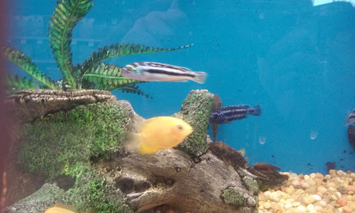 Pet Supply Store «Pet Supplies Plus», reviews and photos, 2155 Delaware Ave, Buffalo, NY 14216, USA