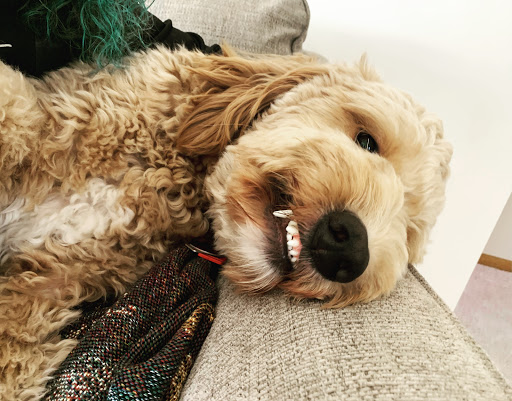 Bartels Pet Hospital