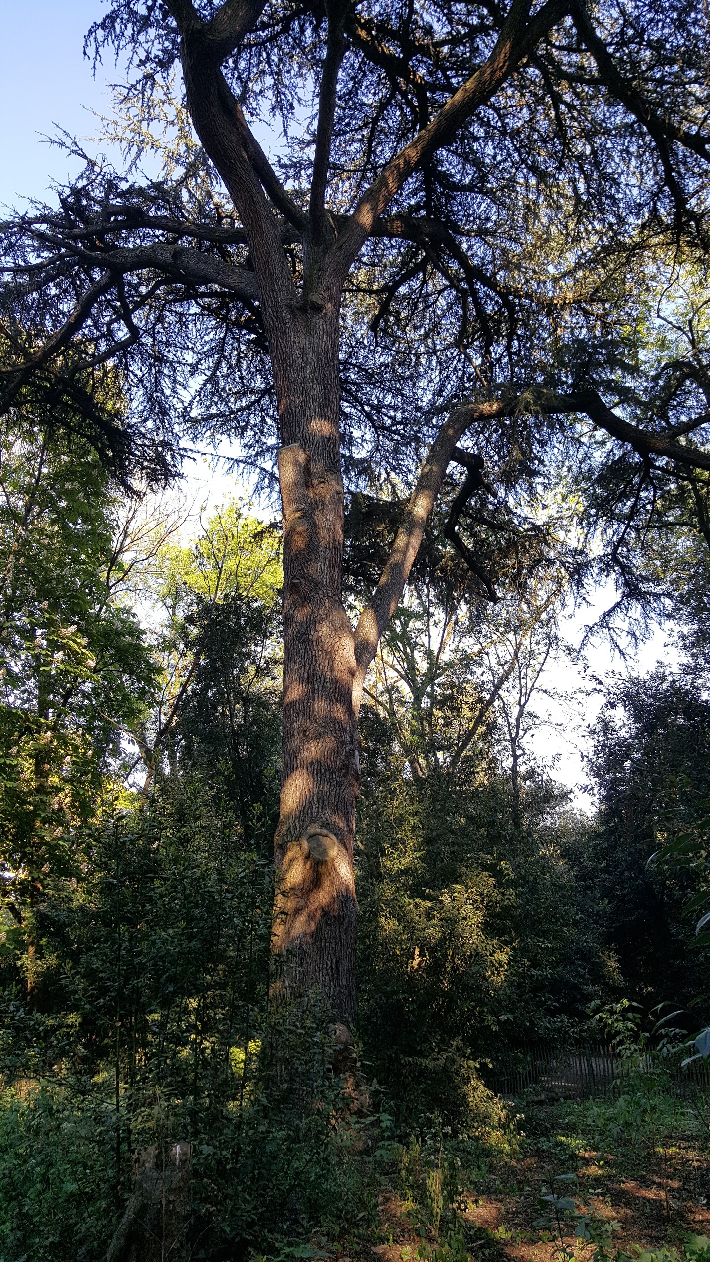 Photo n° 1 de l'avis de Cassefiel. fait le 20/04/2017 à 11:28