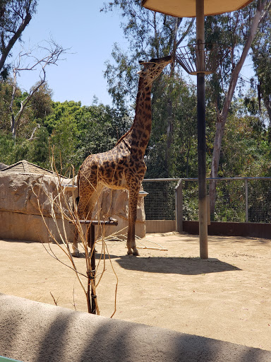 Parking Lot at San Diego Zoo
