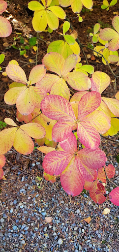 Botanical Garden «Rhododendron Species Botanical Garden», reviews and photos, 2525 S 336th St, Federal Way, WA 98003, USA