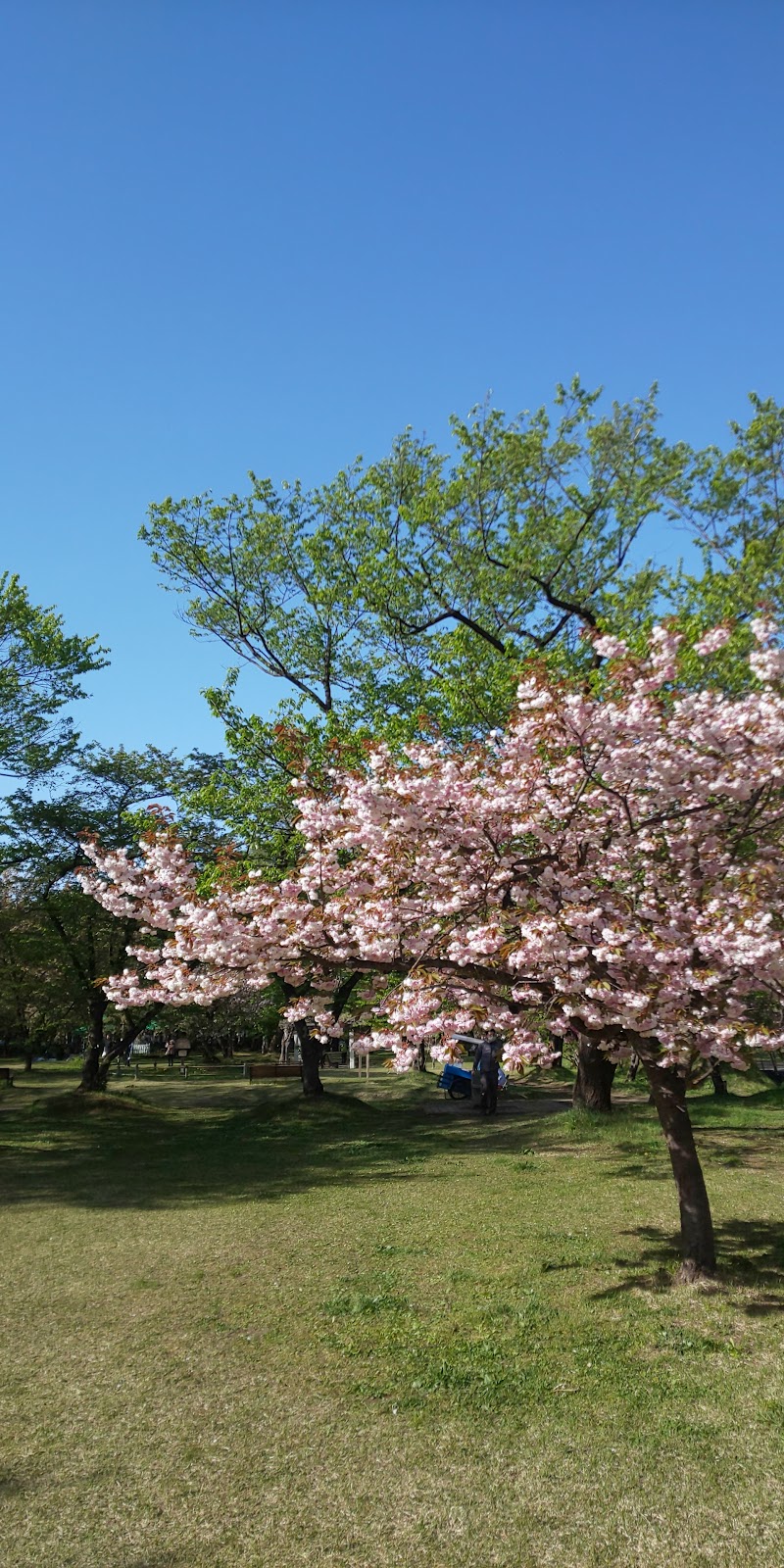 弘前公園 ピクニック広場