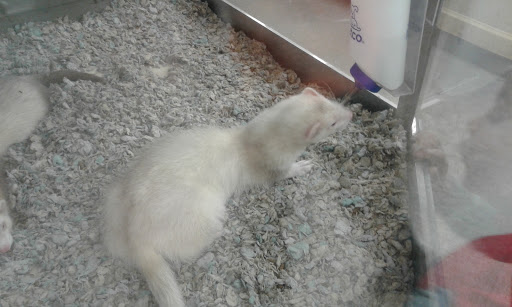 Pet Supply Store «Petco Animal Supplies», reviews and photos, 3430 W State St, Grand Island, NE 68803, USA