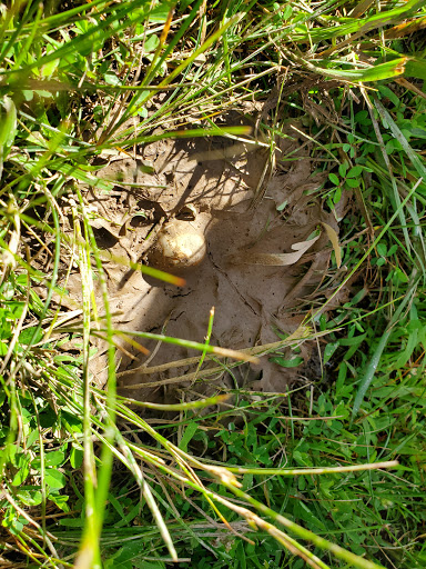 Park «Mary Gray Bird Sanctuary», reviews and photos, 3499 S Bird Sanctuary Rd, Connersville, IN 47331, USA