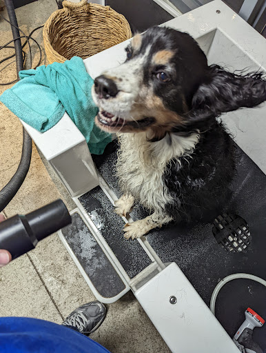 Pet Supply Store «Animal Outfitters, Inc.», reviews and photos, 986 Elmwood Ave, Buffalo, NY 14222, USA