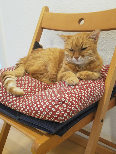 Dr.med.vet. Beate Volmert Tierärztin unter Paderborn, 