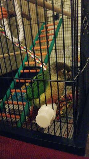 Pet Supply Store «Petco Animal Supplies», reviews and photos, 6672 Lonetree Blvd, Rocklin, CA 95765, USA