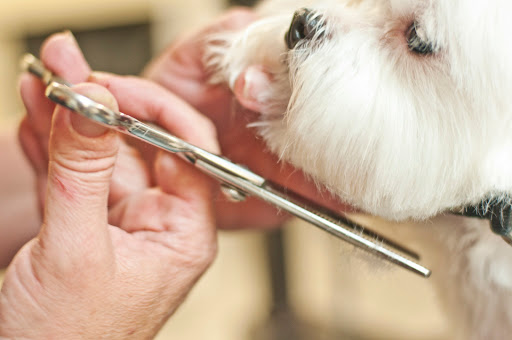 The Pet Bow-Tique, 47 S Central Ave, Oviedo, FL 32765, USA, 