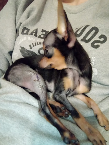 Cztery Łapy. Przychodnia weterynaryjna - Lublin