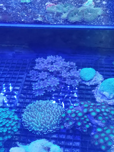 Aquarium Shop «Exotic Aquariums», reviews and photos, 7399 Bird Rd, Miami, FL 33155, USA