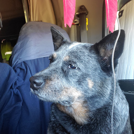 Pet Supply Store «Pet Supplies Plus», reviews and photos, 3205 W 115th St, Merrionette Park, IL 60803, USA