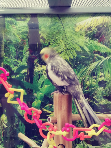 Pet Supply Store «Petco Animal Supplies», reviews and photos, 3246 N John Young Pkwy, Kissimmee, FL 34741, USA