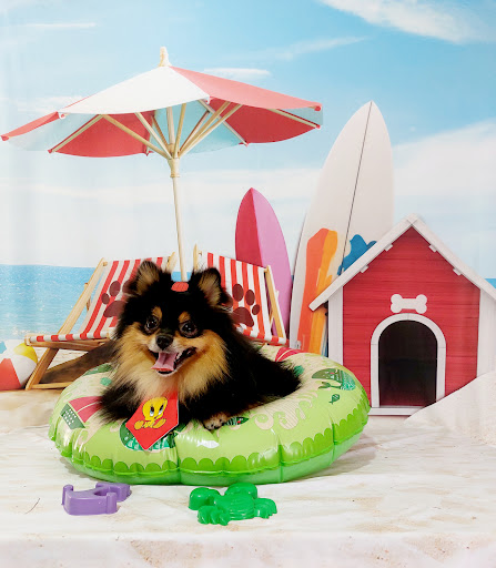 Clínica Veterinária e Banho&Tosa Alfa Vet em Taubaté - SP