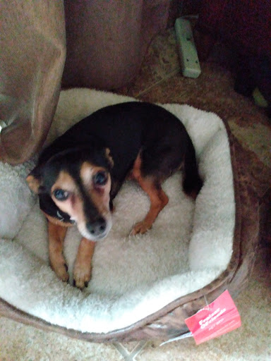 Pet Supply Store «PetSmart», reviews and photos, 44425 Town Center Way a, Palm Desert, CA 92260, USA