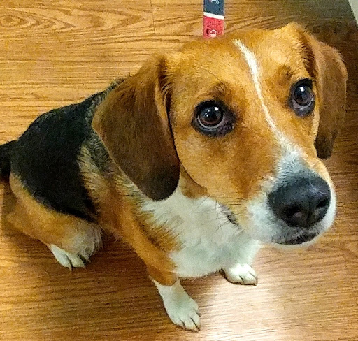 Animal Hospital «Lifetime Pet Center- Williamsburg», reviews and photos, 3070 Old State Rte 32, Batavia, OH 45103, USA