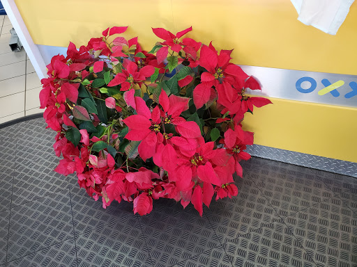 Dry Cleaner «OXXO Care Cleaners», reviews and photos, 1874 N Young Cir, Hollywood, FL 33020, USA