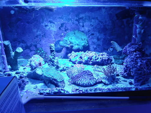 Pet Store «Aquarium & Reef Center», reviews and photos, 231 Del Prado Blvd, Cape Coral, FL 33990, USA